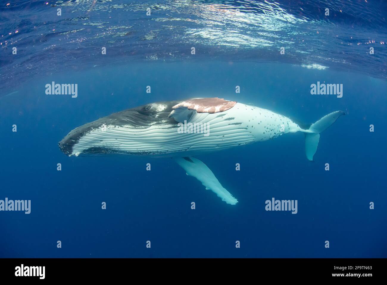 Fredonnet dans le Royaume des Tonga Banque D'Images