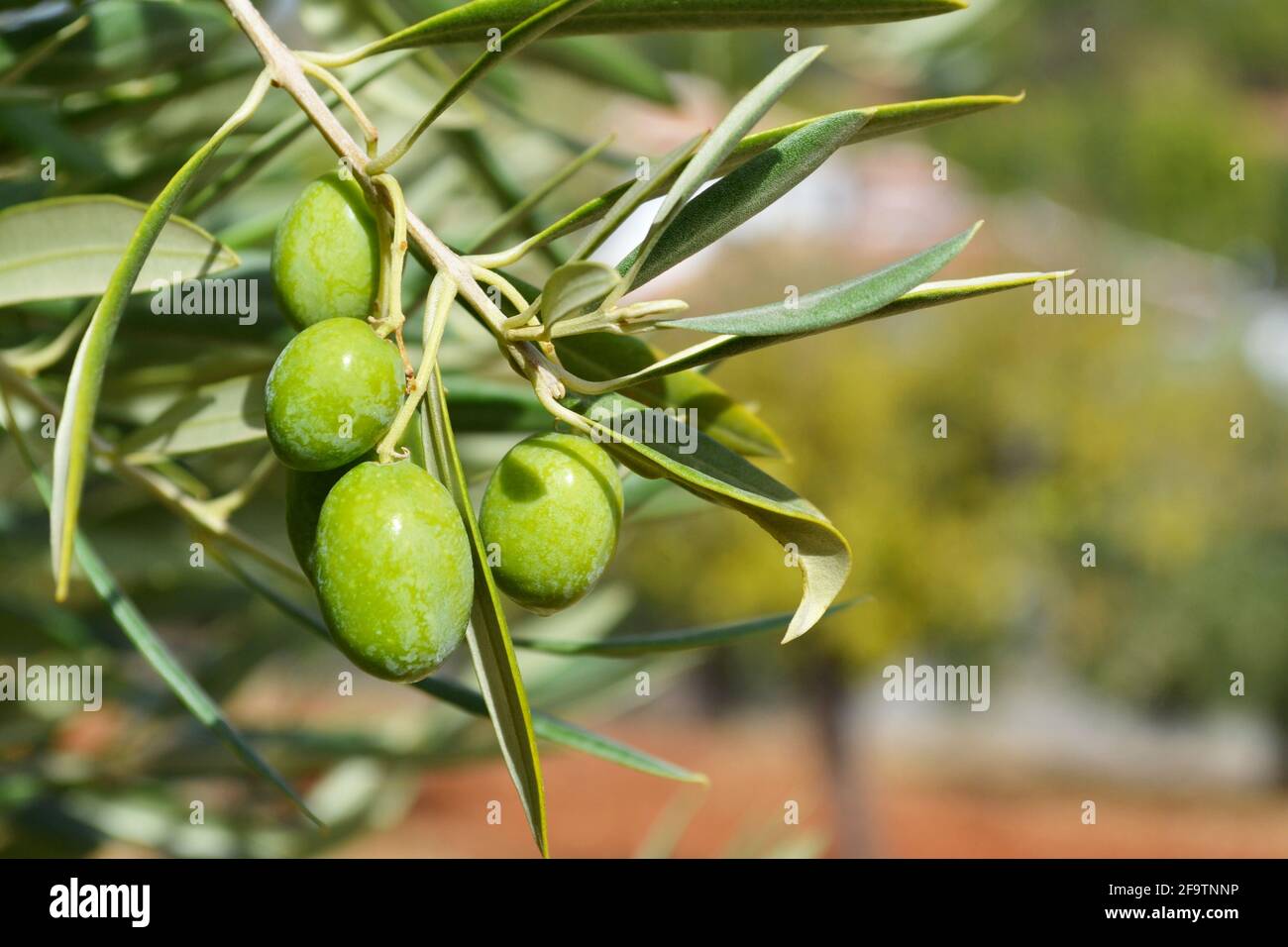 Gros plan sur des olives vertes sur un olivier à Grenade, en Espagne. Banque D'Images
