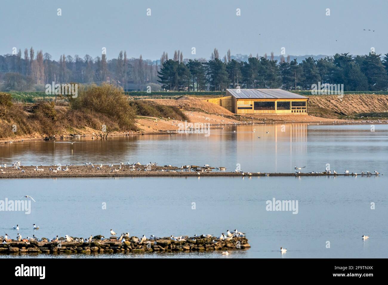 PIT 4 à RSPB Snettisham. Banque D'Images