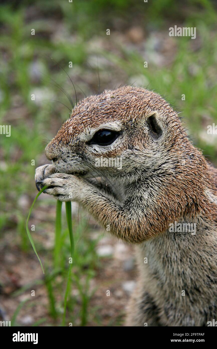 Portrait en gros plan de l'écureuil du Cap (Xerus inauris) se nourrissant dans le parc national d'Etosha, en Namibie. Banque D'Images