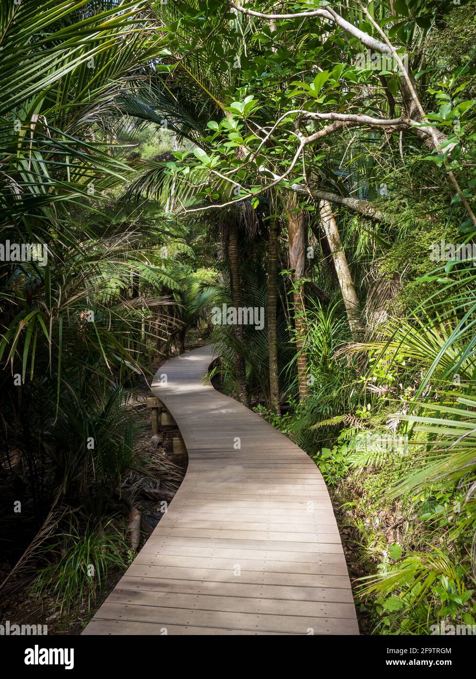 Circuit touristique de Kitekite Falls à Piha, Auckland, Nouvelle-Zélande Banque D'Images