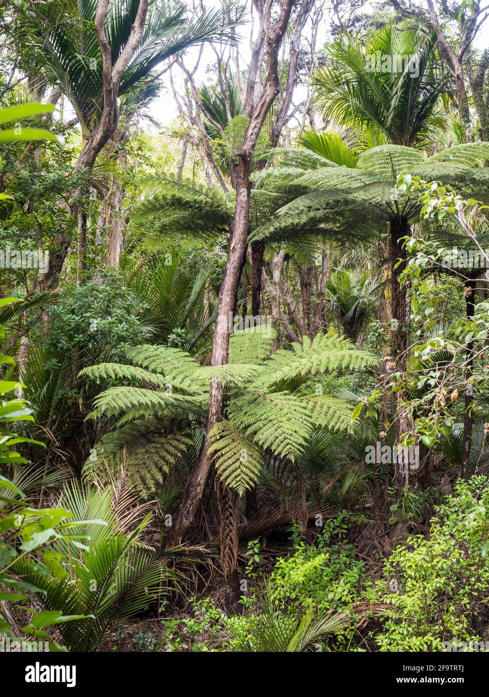 Forêt avec fougères arborescentes (Dicksonia squarrosa) Banque D'Images