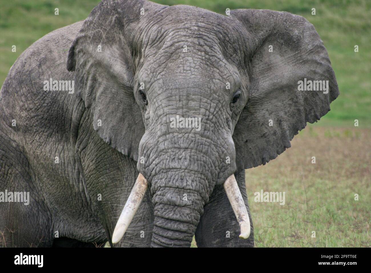 Gros plan sur le portrait de l'éléphant sauvage (Loxodonta africana) en regardant dans la caméra du cratère de Ngorongoro, Tanzanie. Banque D'Images