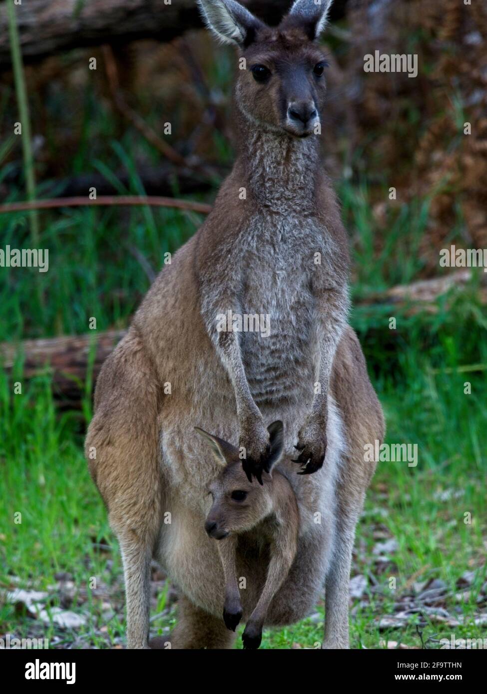 Kangourou gris de l'Ouest (Macropus fuliginosus) avec joey dans la poche Balingup, Australie occidentale. Banque D'Images