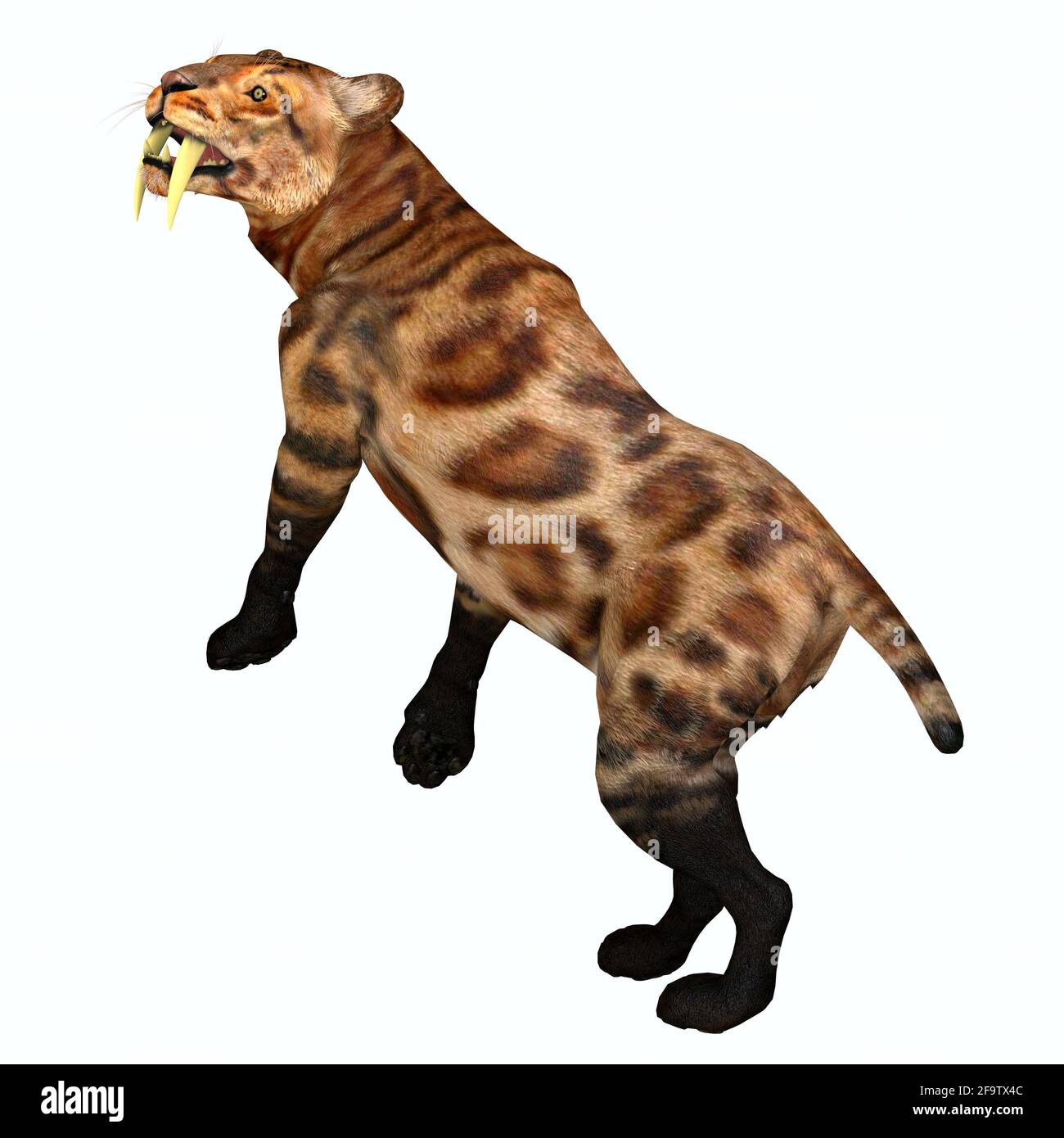 Le tigre à dents de sabre était un chat prédateur qui vivait en Amérique du Nord pendant la période du Pléistocène. Banque D'Images Le tigre à dents de sabre était un chat prédateur qui vivait en Amérique du Nord pendant la période du Pléistocène. Banque D'Images