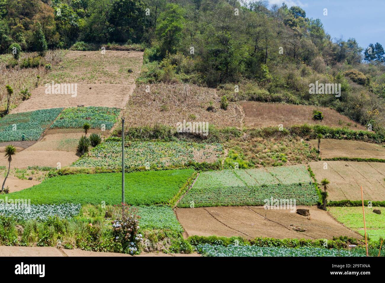 Champs de légumes près du village de Zunil, Guatemala Banque D'Images
