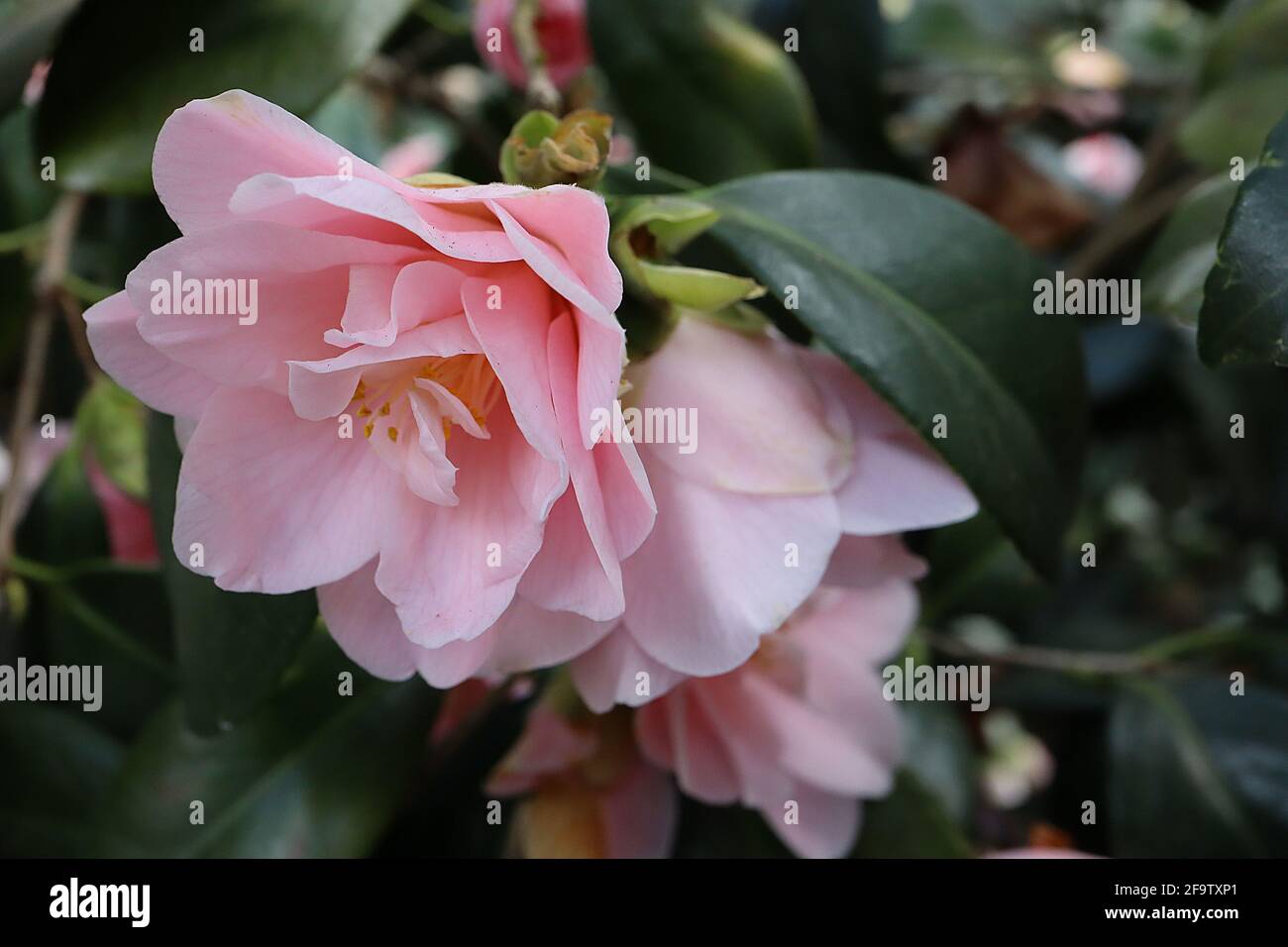 Camellia sasanqua ‘Peach Blossom’ Camellia sasanqua Peach Blossom – fleurs semi-doubles rose coquillage, avril, Angleterre, Royaume-Uni Banque D'Images