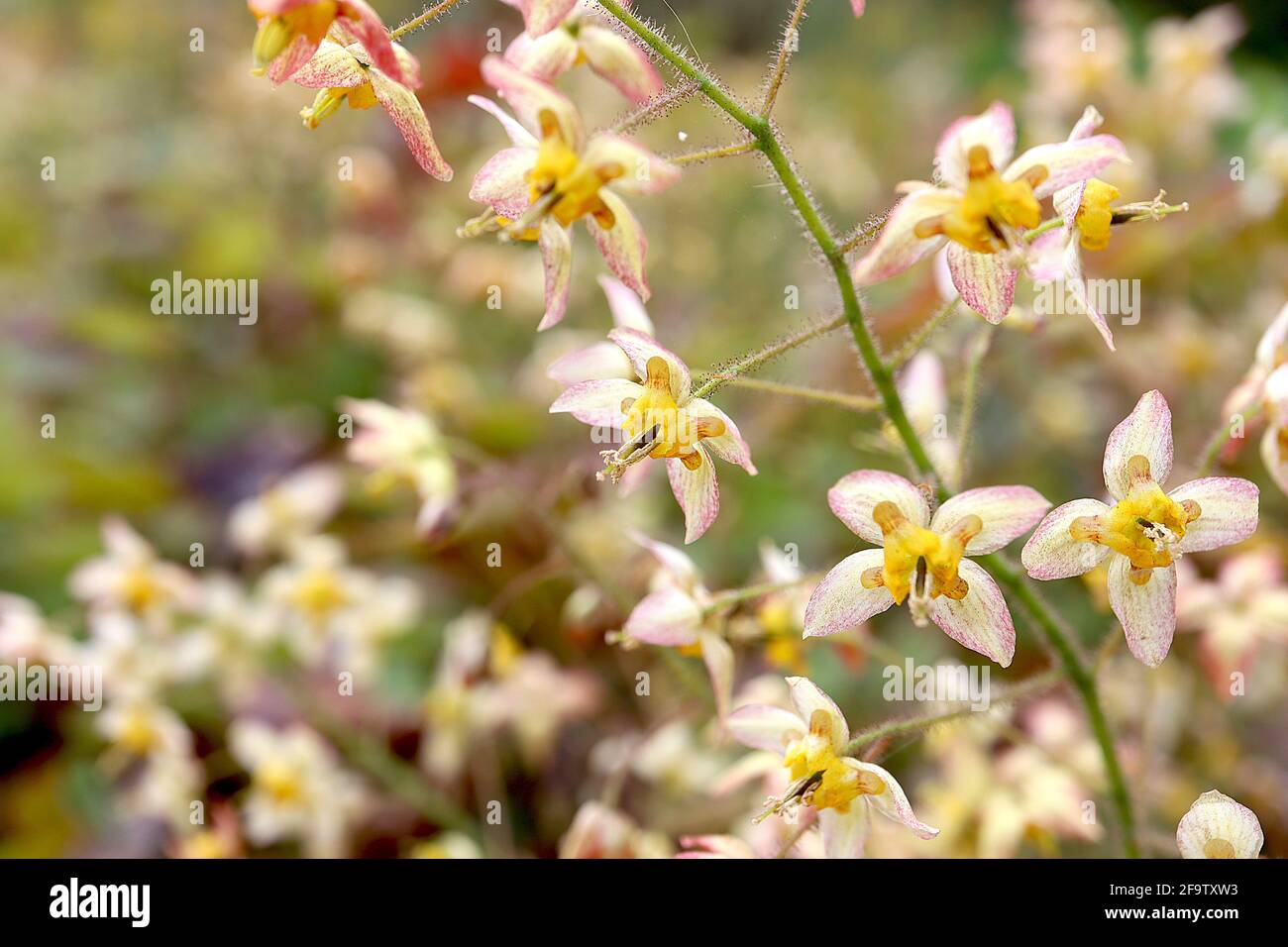 Epimedium wushanense x flavum barrenmoût jaunâtre – fleurs pendantes rouges marbrées avec des couleurs jaunes crochetées, avril, Angleterre, Royaume-Uni Banque D'Images