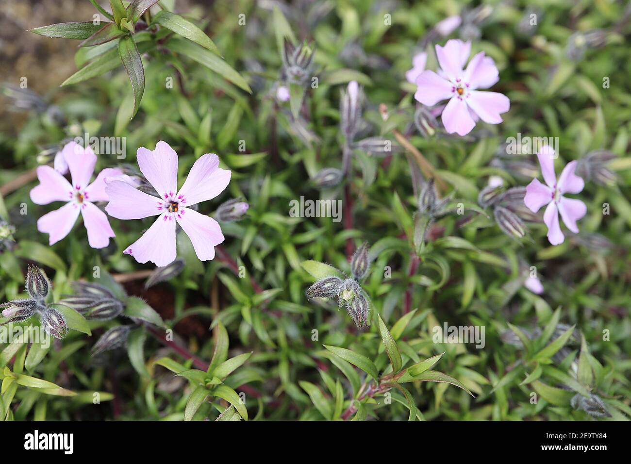 Phlox borealis, phlox rampant – fleurs rose très pâle avec taches pourpres de fond, avril, Angleterre, Royaume-Uni Banque D'Images