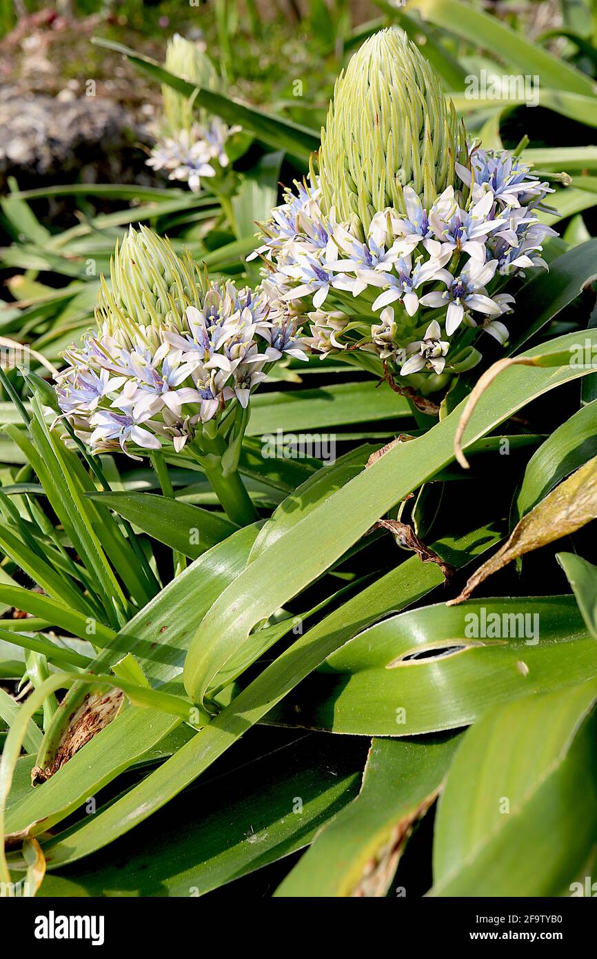 Scilla peruviana Portuguese Squill - fleurs blanches en forme d'étoile dans des ratons laveurs coniques et de grandes feuilles en forme de lanières, avril, Angleterre, Royaume-Uni Banque D'Images