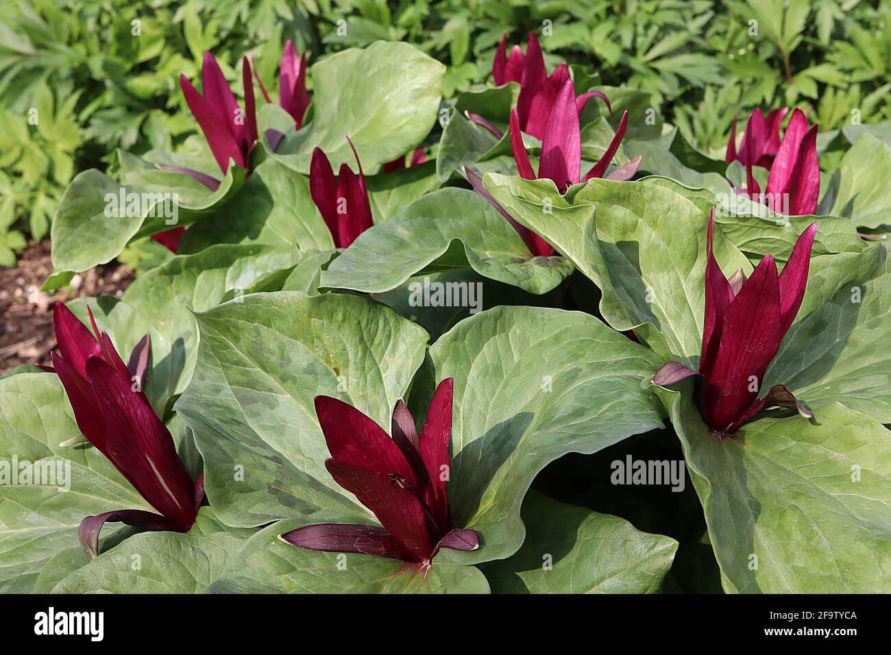 Trillium chloropetalum « Charlwood » Rouge roquet – fleurs rouges bordeaux verticales sur d'énormes feuilles tachetées, avril, Angleterre, Royaume-Uni Banque D'Images