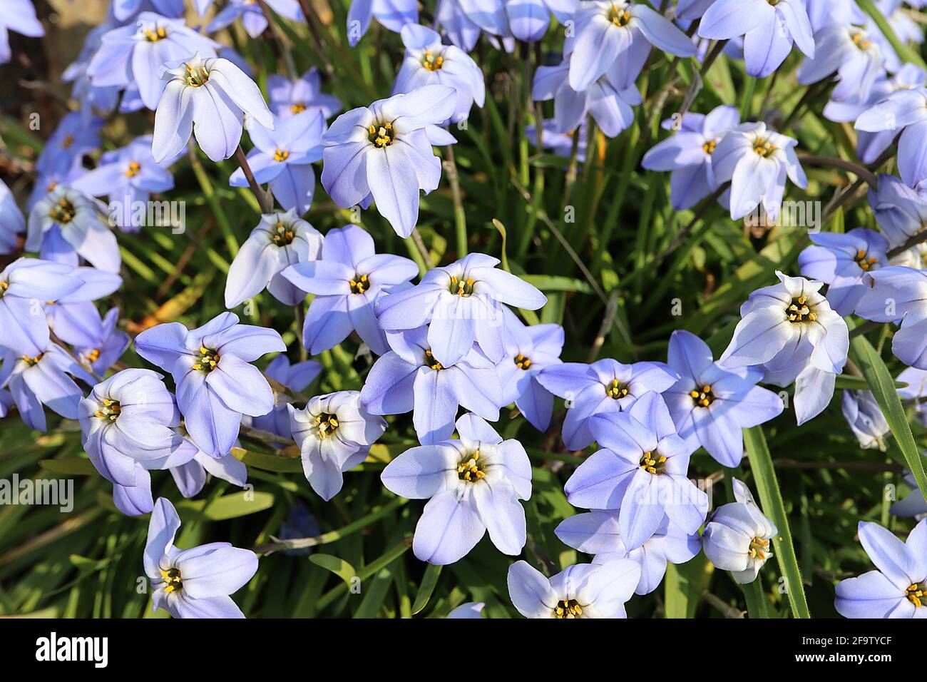 Ipheion uniflorum «Rolf Fiedler» fleur bleue de printemps - fleurs bleues en forme d'étoile et feuillage herbacé, avril, Angleterre, Royaume-Uni Banque D'Images