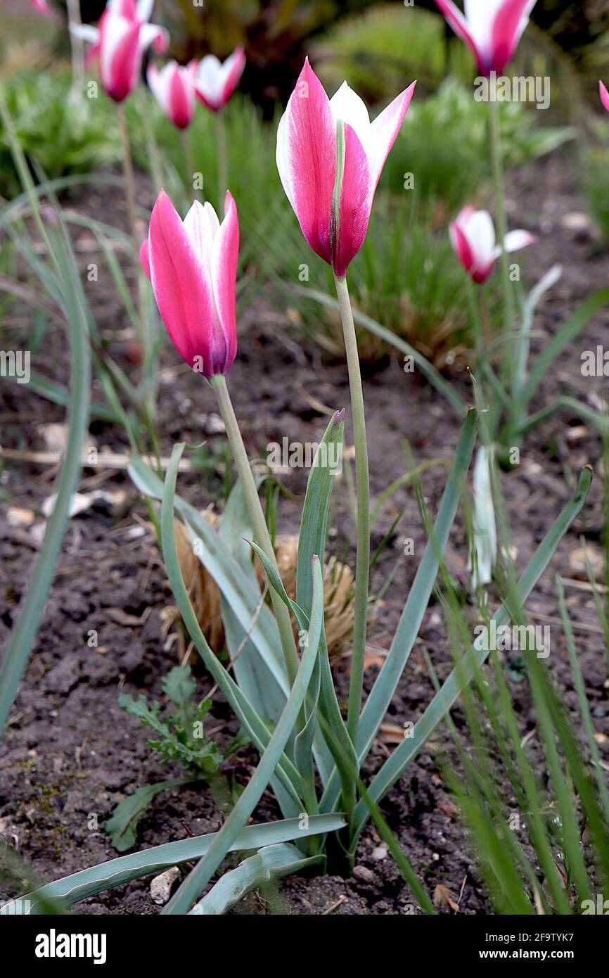 Tulipa clusiana «bâton de menthe poivrée» espèces tulipe 15 bâton de menthe poivrée tulipe - carmin fleurs rouges, bords blancs, pétales intérieurs blancs, avril, Angleterre, ROYAUME-UNI Banque D'Images