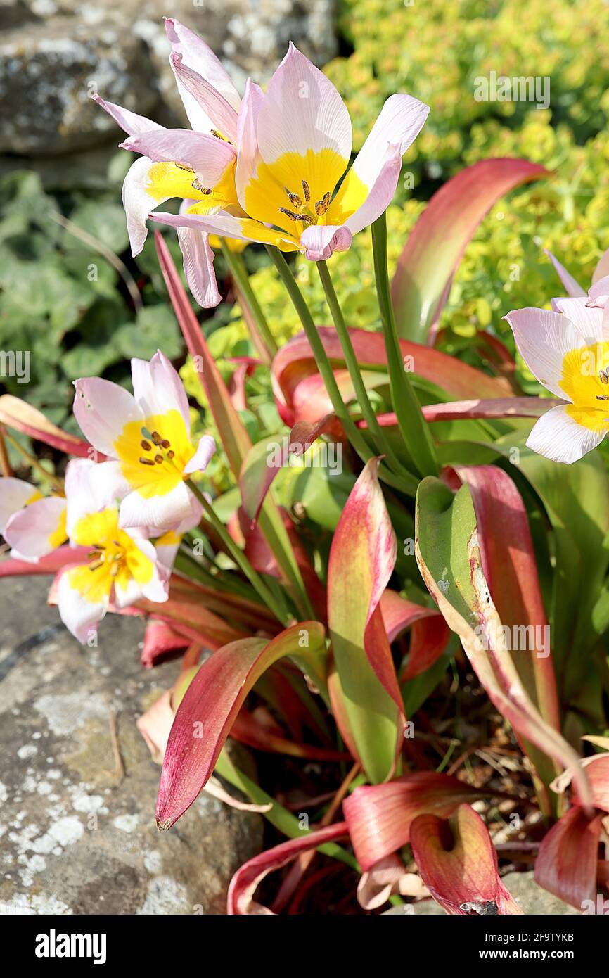 Tulipa saxatilis ‘merveille lilas’ espèce tulipe 15 saxatilis merveille lilas tulipe - pétales lilas, grande base jaune, avril, Angleterre, Royaume-Uni Banque D'Images