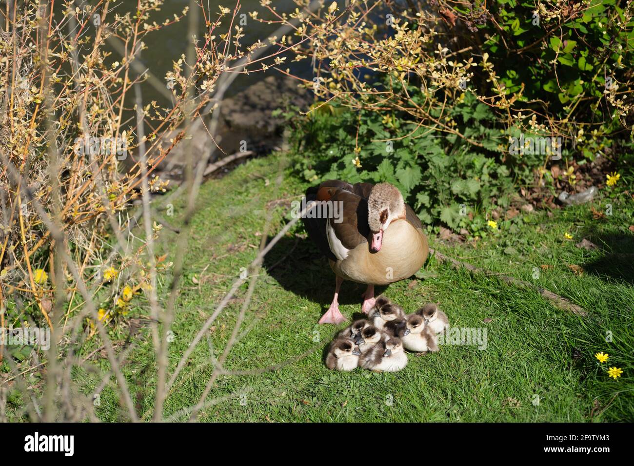Gros plan d'une femelle d'oie égyptienne adulte et de mignons oisons. Banque D'Images