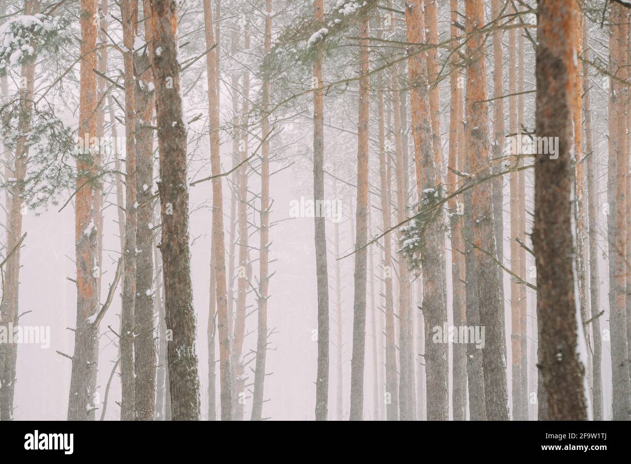 Belle forêt blanche de neige en hiver Frosty Day. Neige dans les bois givré d'hiver. Météo enneigée. Hiver Forêt conifères enneigée. Blizzard à Windy Day Banque D'Images