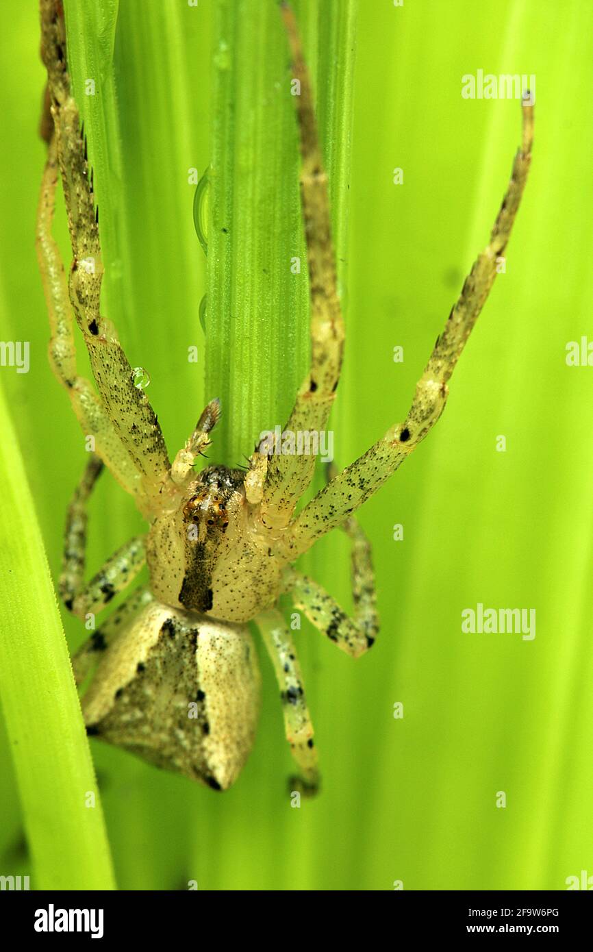 Araignée de crabe à extrémité carrée (Sidymella trapezia) Banque D'Images