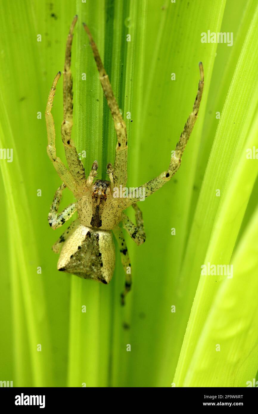 Araignée de crabe à extrémité carrée (Sidymella trapezia) Banque D'Images