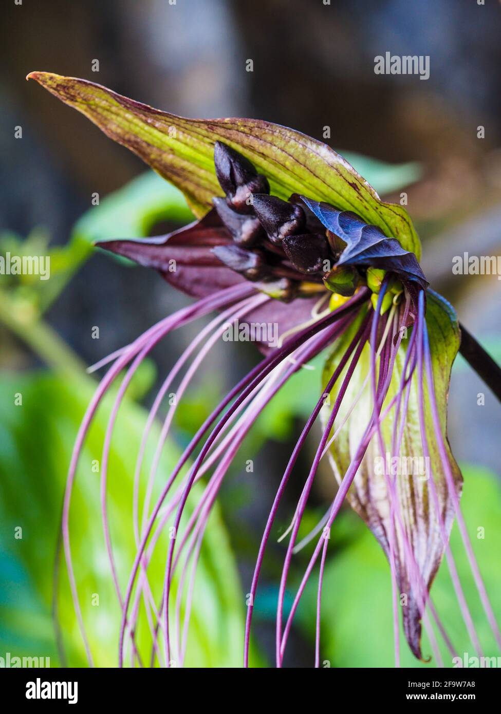 La plante de fleurs de Bat, ou Tacca Chantrieri, étrange, insolite et étonnamment belle, avec deux bractées ressemblant aux ailes de chauve-souris et aux bractéoles ressemblant à des whiskers Banque D'Images