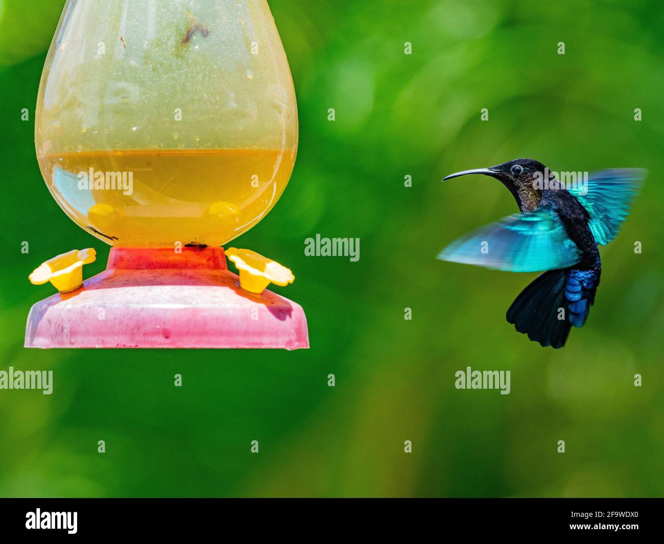 Colibris le plus petit oiseau du monde Banque D'Images