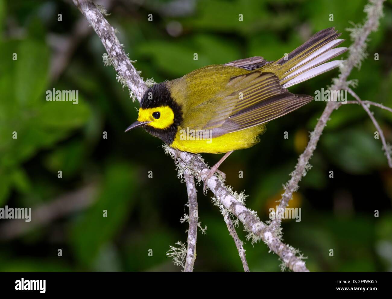 Paruline à capuchon (Setophaga citrina) pendant la migration printanière dans le sud du Texas, Galveston, TX, États-Unis. Banque D'Images