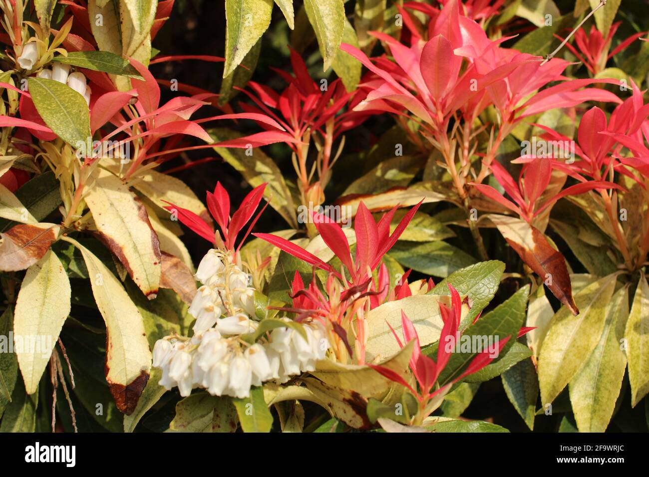 Arbuste vert de la forêt de Pieris japonica avec une cloche blanche fleurs et jeunes feuilles aux couleurs vives Banque D'Images