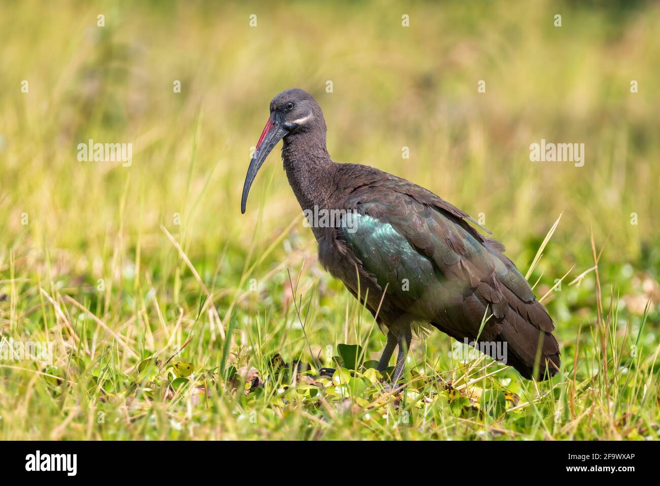 Hadada Ibis - Bostrychia hagedash, magnifique grand ibis des savanes africaines, buissons et lacs, Lac Ziway, Ethiopie. Banque D'Images