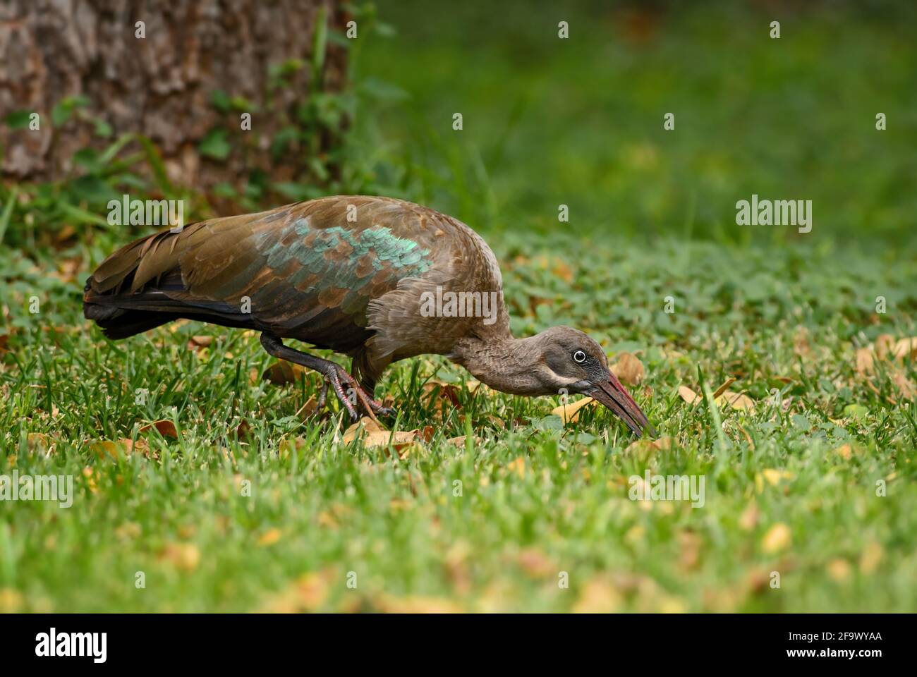 Hadada Ibis - Bostrychia hagedash, magnifique grand ibis des savanes africaines, buissons et lacs, Lac Ziway, Ethiopie. Banque D'Images