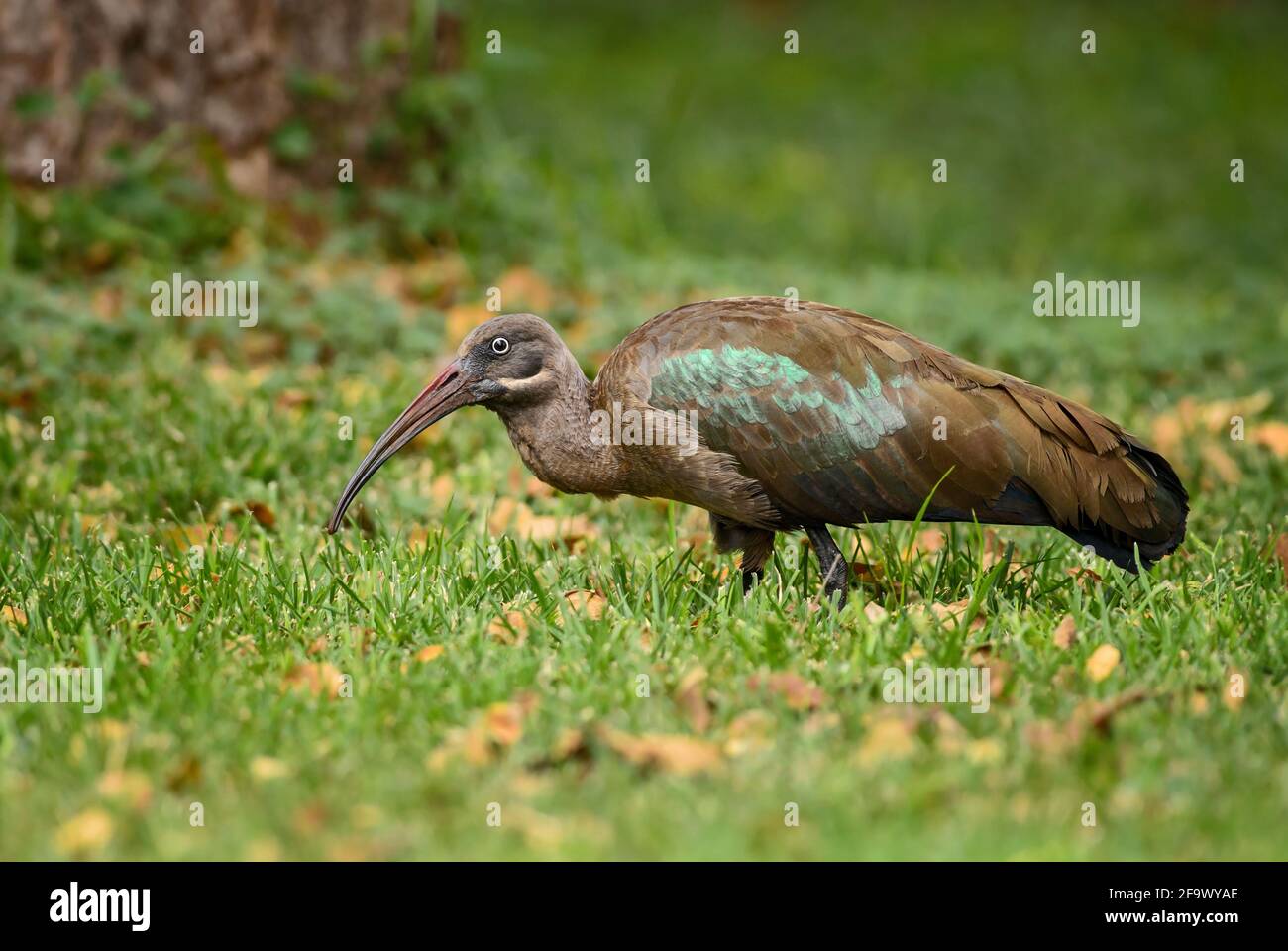 Hadada Ibis - Bostrychia hagedash, magnifique grand ibis des savanes africaines, buissons et lacs, Lac Ziway, Ethiopie. Banque D'Images