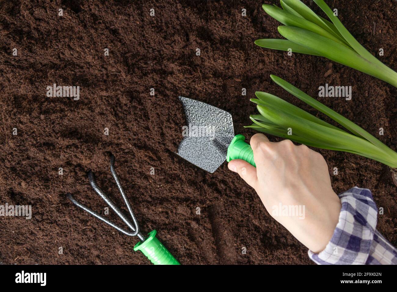 la femme creuse un petit trou avec une pelle pour planter des semis. Mains de femmes avec des plantes vertes dans le sol dans la cour arrière. Mise au point douce. Banque D'Images