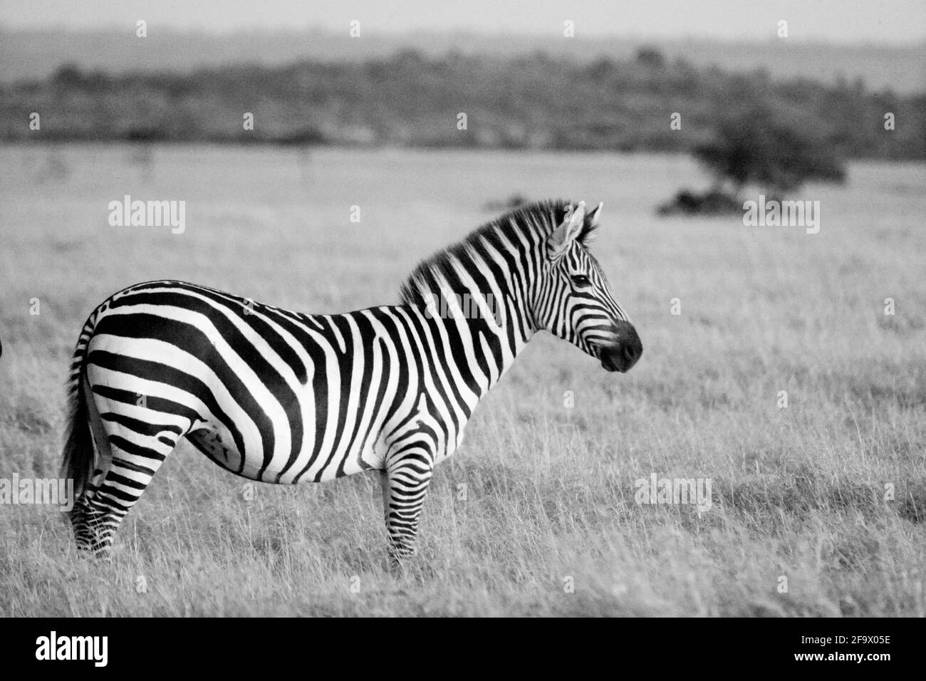 Zebra sur le Maasai Mara Kenya Afrique de l'est Banque D'Images