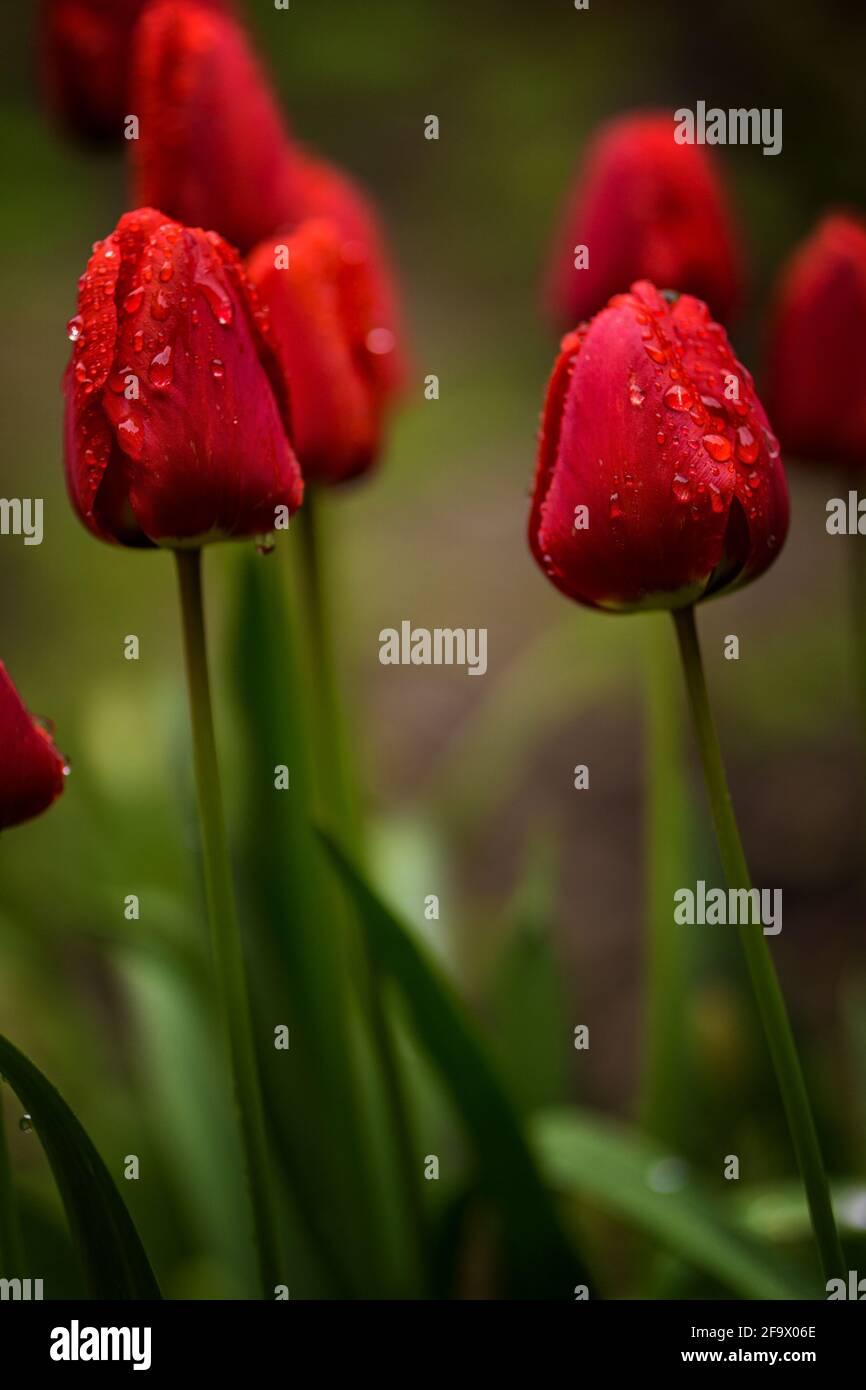 Gros plan de la plante de fleur de tulipes rouges avec l'eau du matin gouttelettes dans l'espace de copie du printemps du jardin Banque D'Images