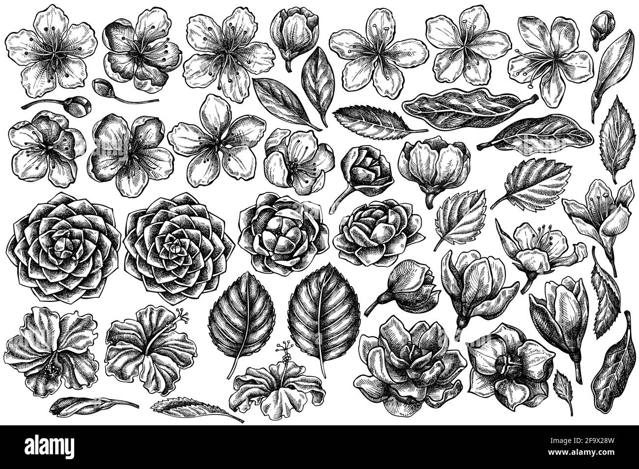 Ensemble vectoriel d'hibiscus noir et blanc, fleurs de prune, fleurs de pêche, fleurs de sakura, fleurs de magnolia, camellia japonica Illustration de Vecteur