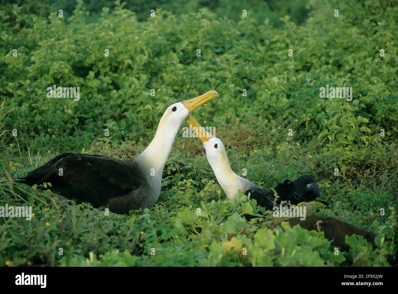 Albatros ondulés sur le site de nidification Diomedea irrorata Hood (Espanola) Île Galapagos BI004292 Banque D'Images