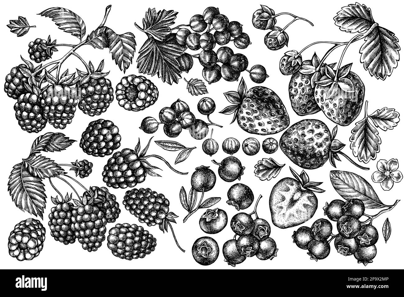 Ensemble vectoriel de fraises noires et blanches dessinées à la main, myrtille, cassis, framboise, mûre Illustration de Vecteur