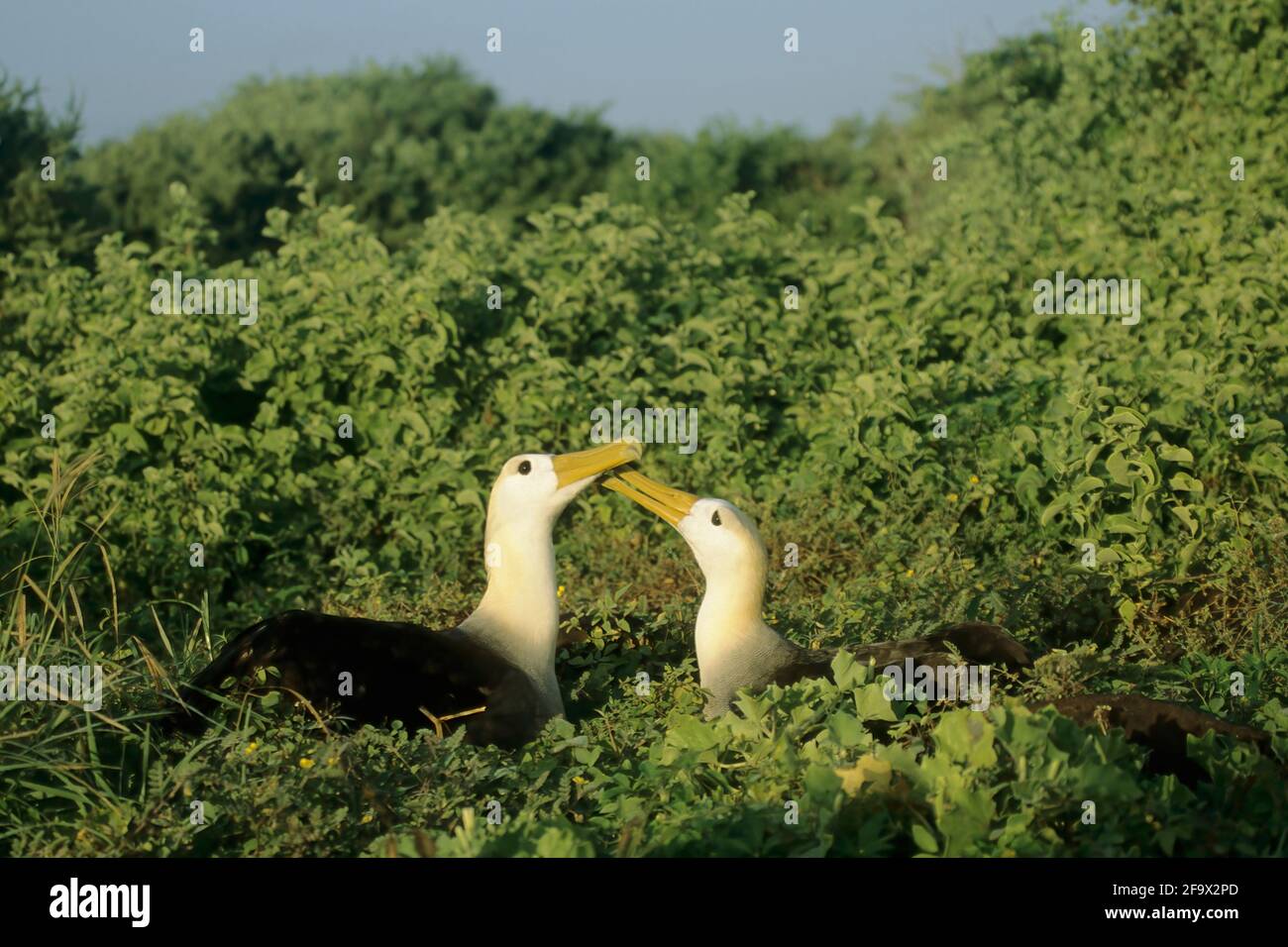 Albatros ondulés sur le site de nidification Diomedea irrorata Hood (Espanola) Île Galapagos BI004293 Banque D'Images