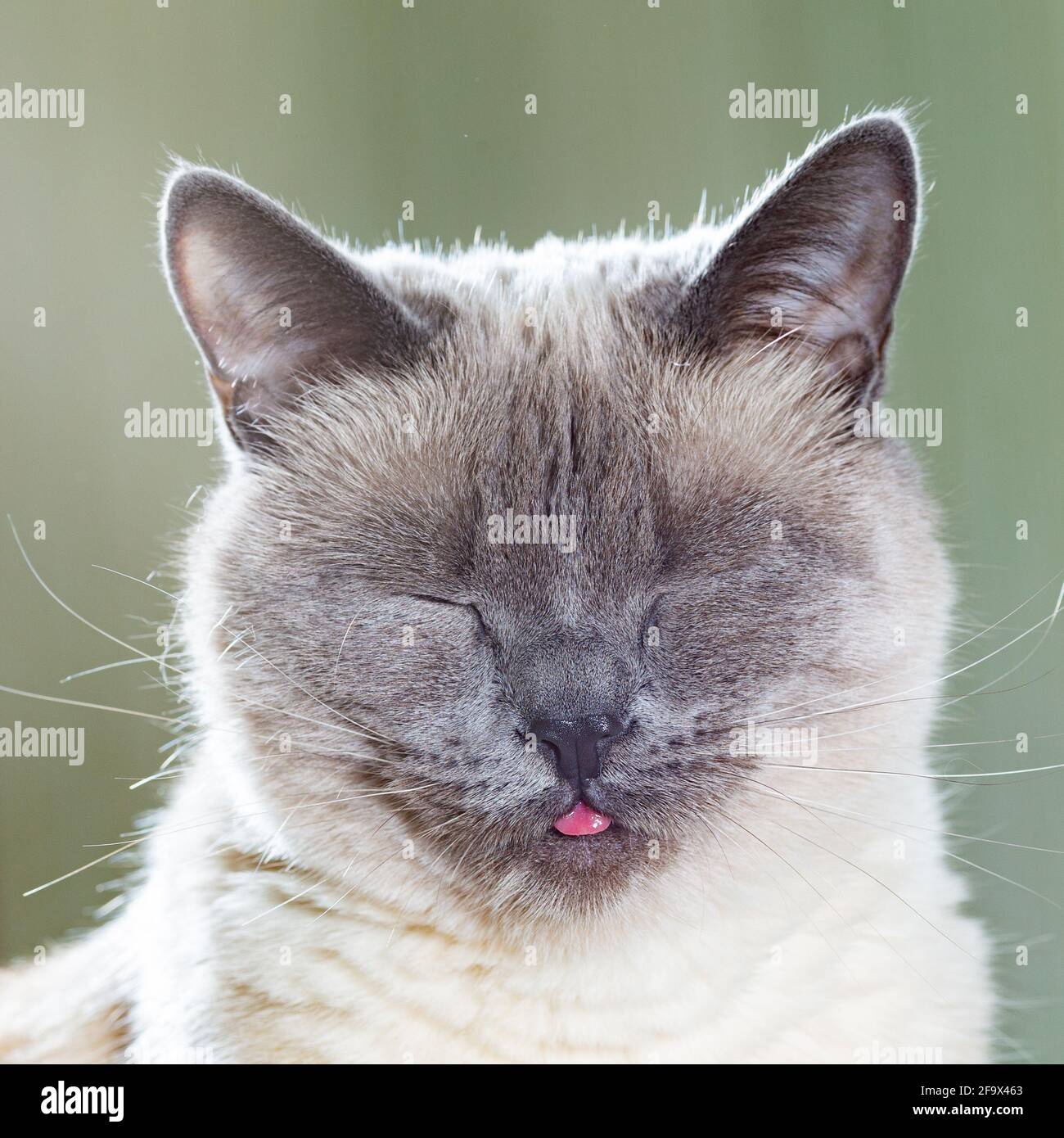 Bout De La Langue Banque D Image Et Photos Alamy