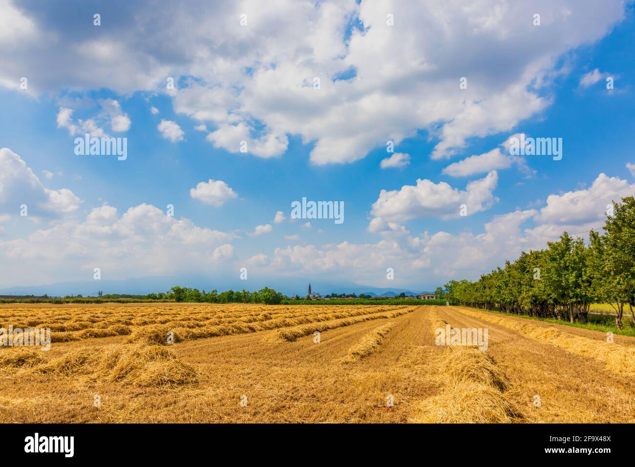 Récoltes de blé typiques dans la campagne vénitienne Banque D'Images