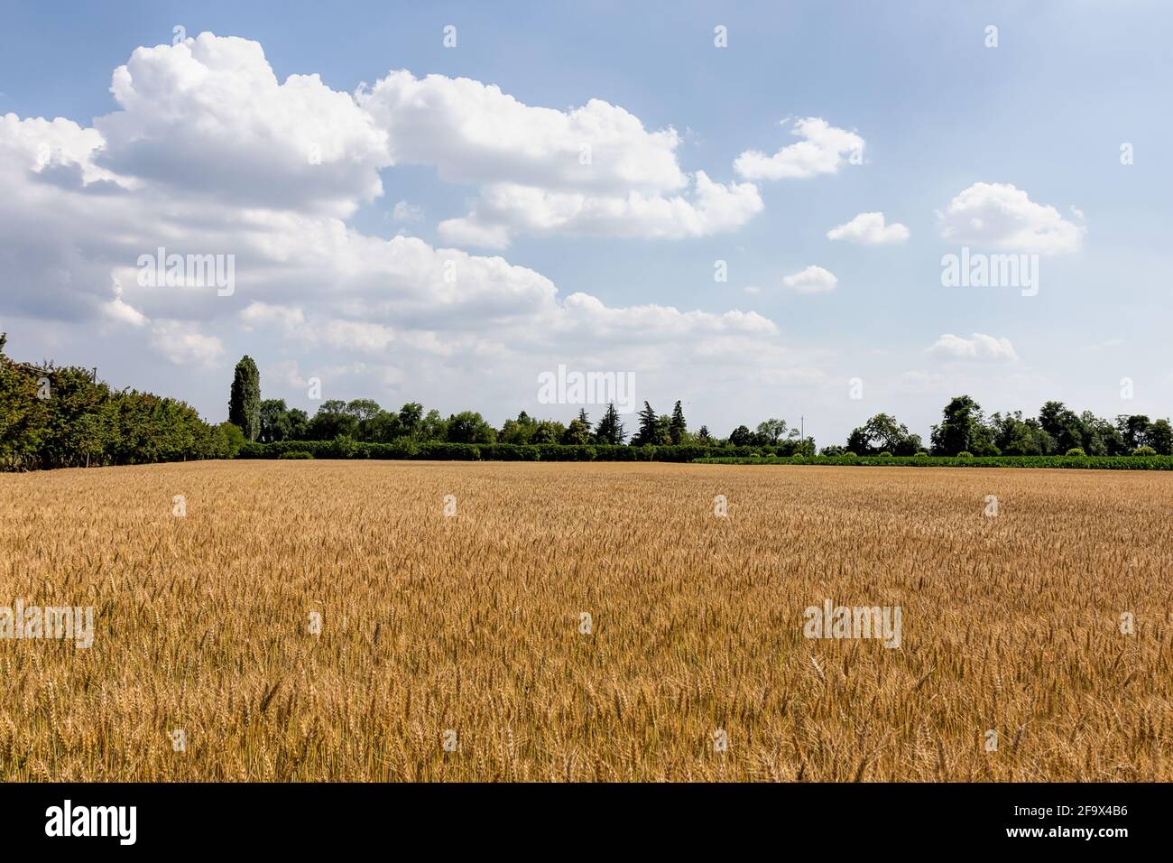 Récoltes de blé typiques dans la campagne vénitienne Banque D'Images
