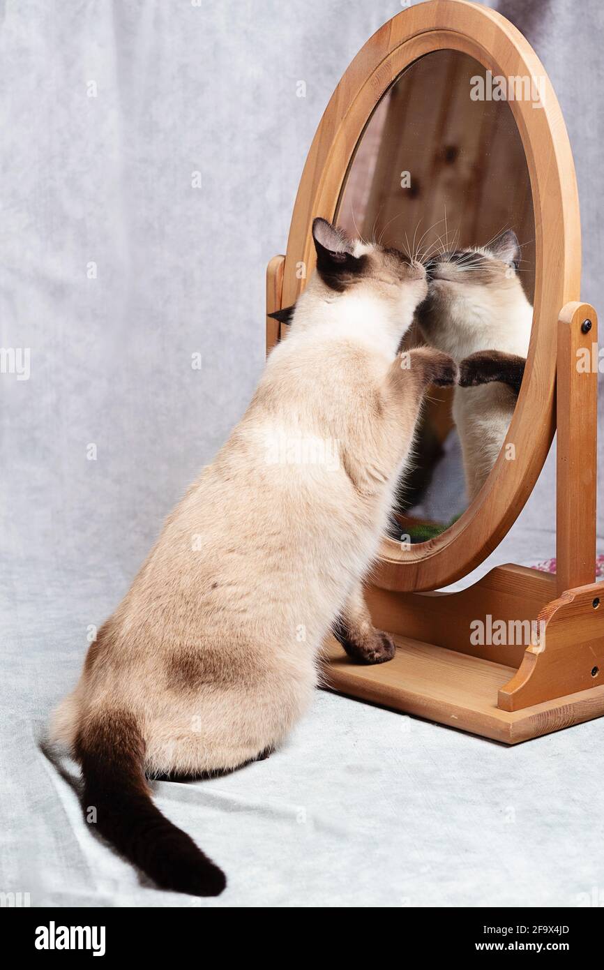 Le chat se regarde dans un miroir de bureau en bois. Drôle de chat  thaïlandais ne se reconnaît pas dans le miroir. Gros plan, fond gris,  sélectif f Photo Stock - Alamy