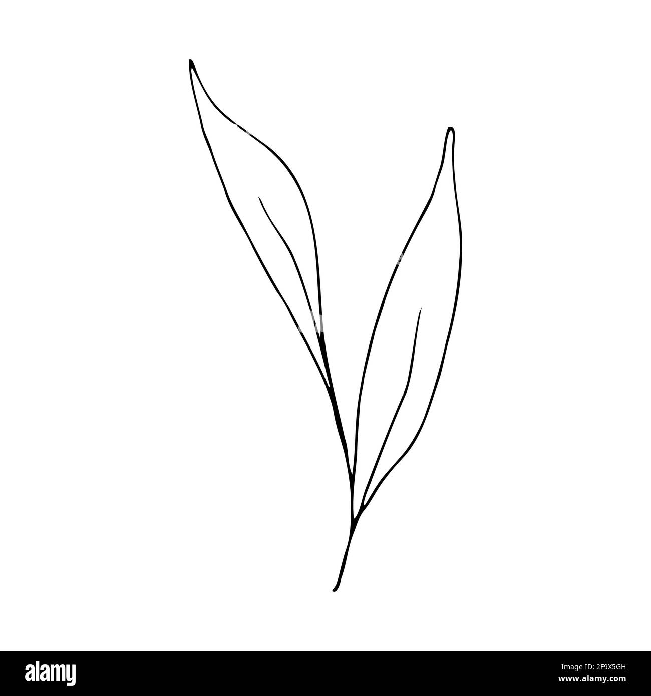 branche vectorielle avec feuilles noires et blanches. Illustration botanique minimaliste, dessin à la main Banque D'Images