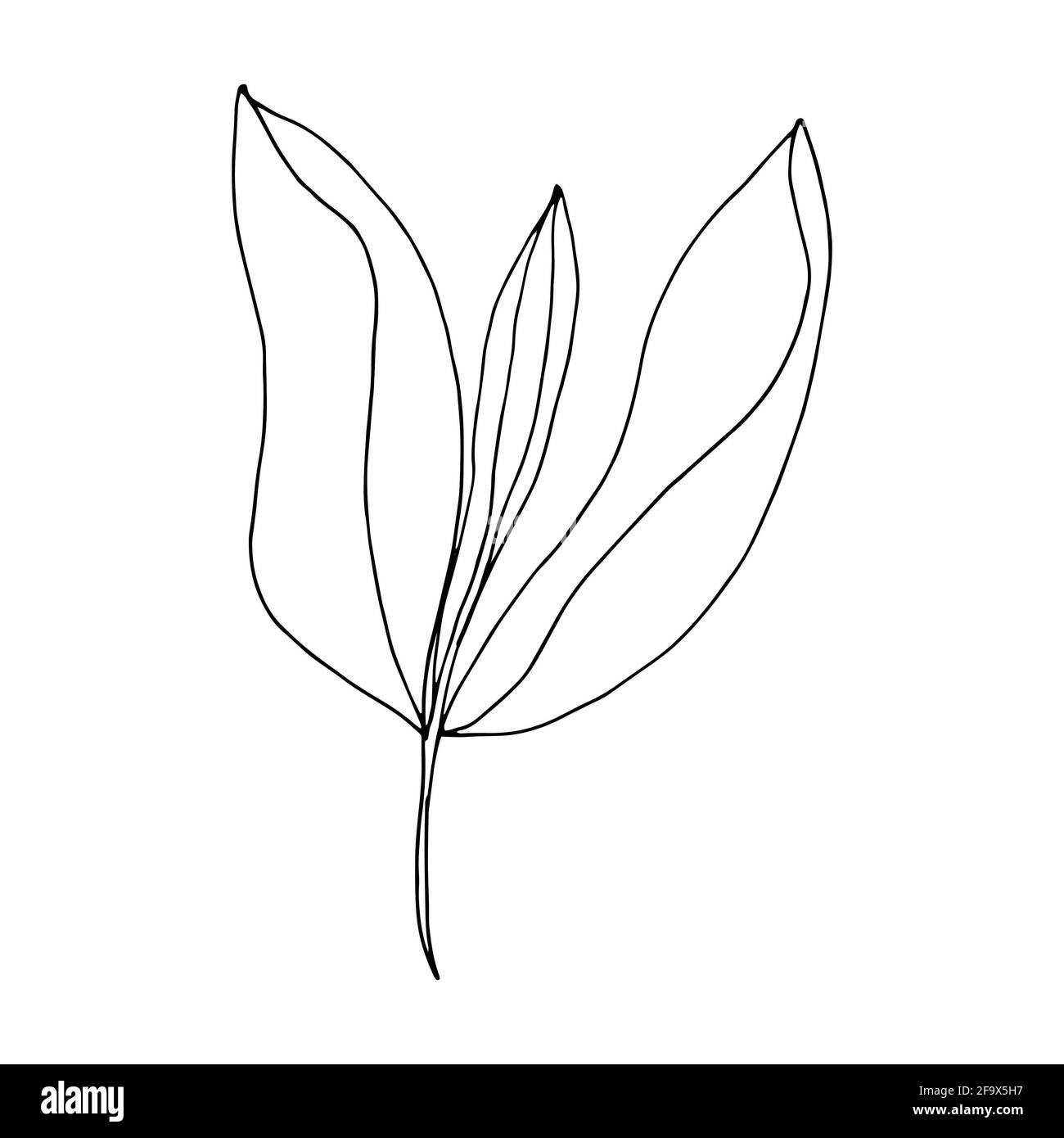 branche vectorielle avec feuilles noires et blanches. Illustration botanique minimaliste, dessin à la main Banque D'Images