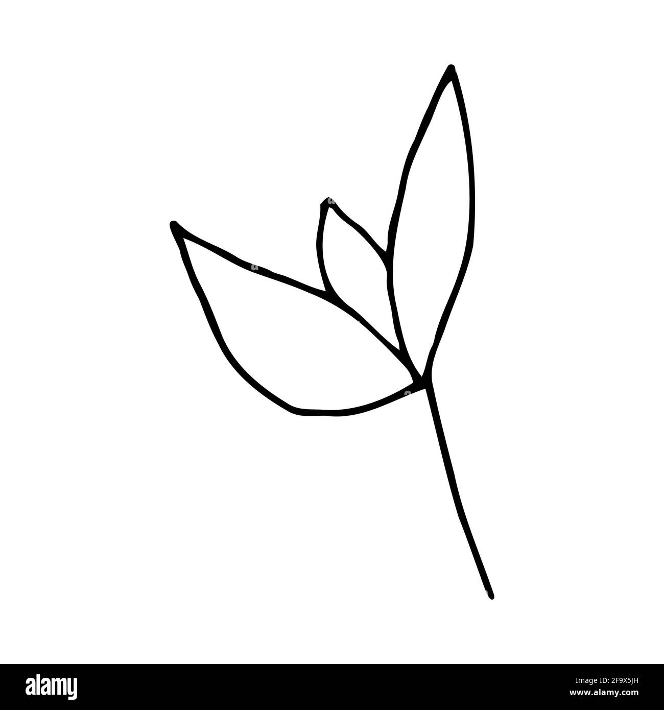 branche vectorielle avec feuilles noires et blanches. Illustration botanique minimaliste, dessin à la main Banque D'Images