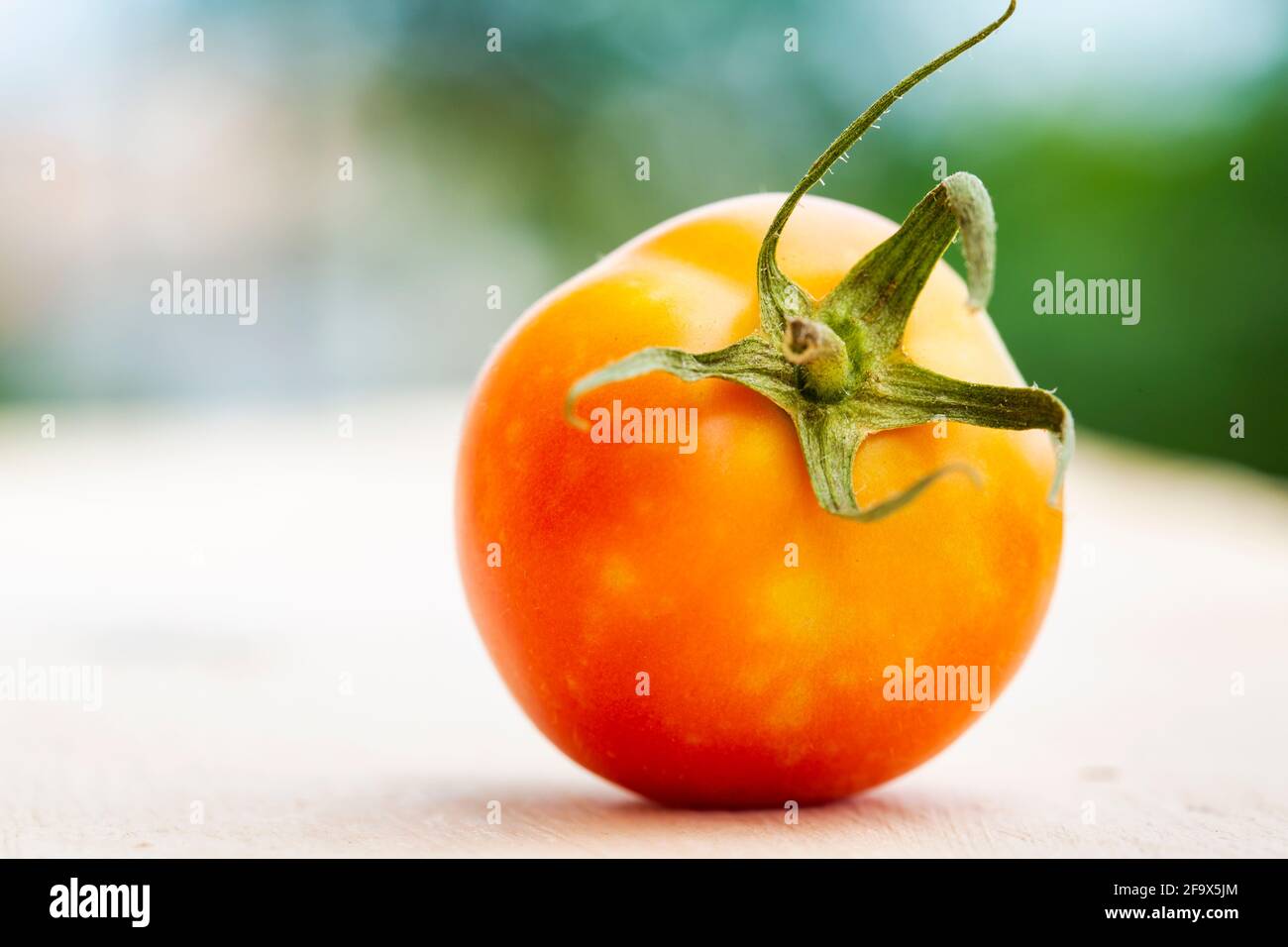 Tomates mûres (Solanum lycopersicum) en gros plan. Banque D'Images