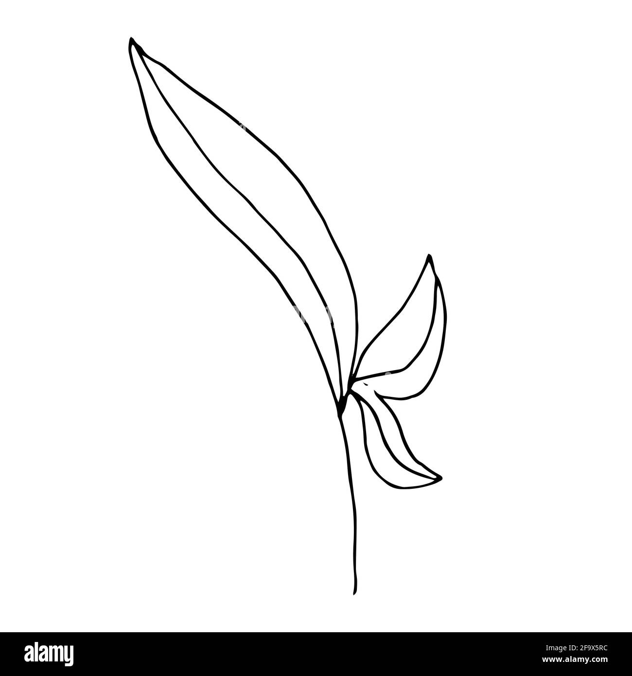 branche vectorielle avec feuilles noires et blanches. Illustration botanique minimaliste, dessin à la main Banque D'Images
