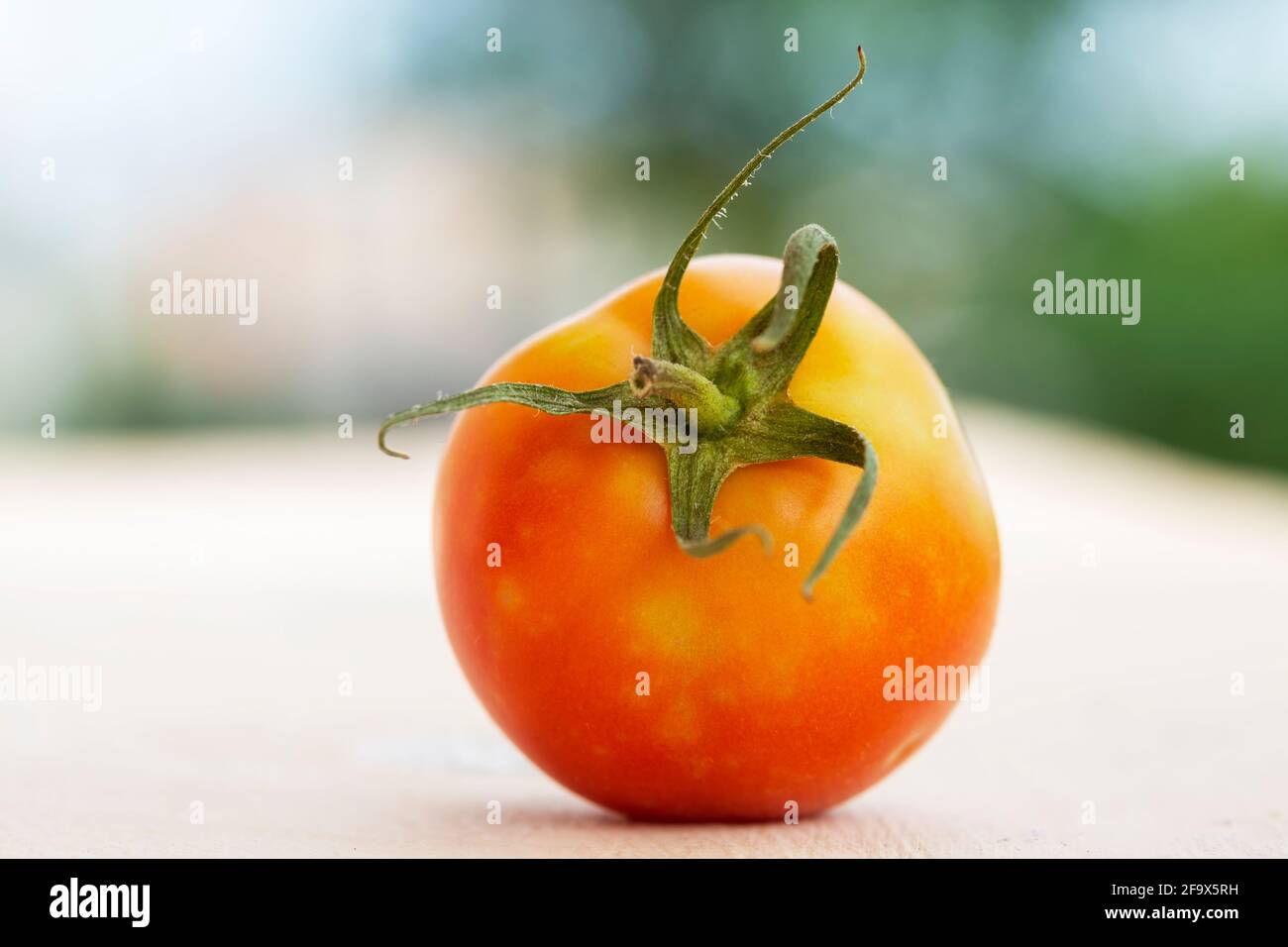 Tomates mûres (Solanum lycopersicum) en gros plan. Banque D'Images