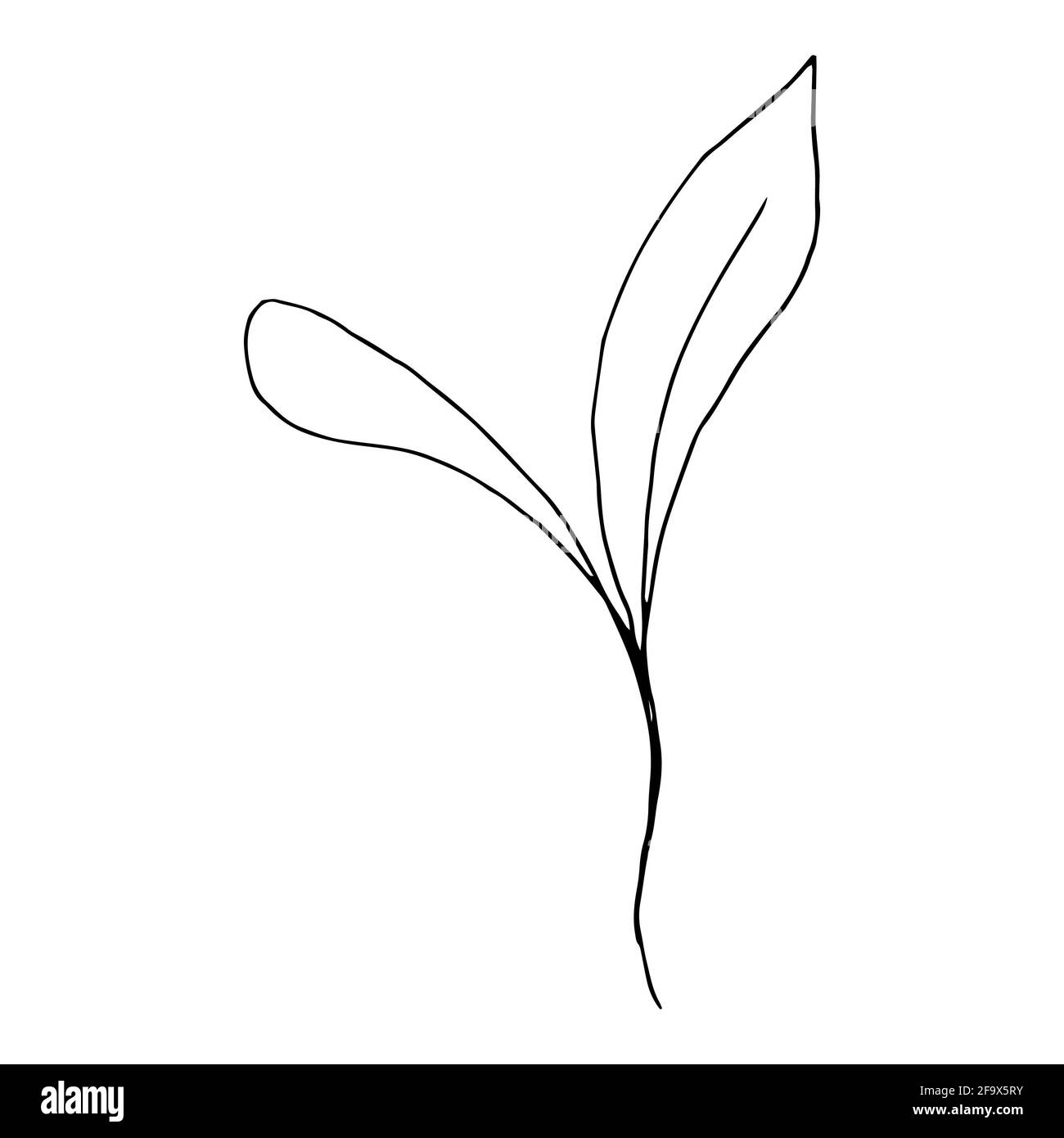 branche vectorielle avec feuilles noires et blanches. Illustration botanique minimaliste, dessin à la main Banque D'Images