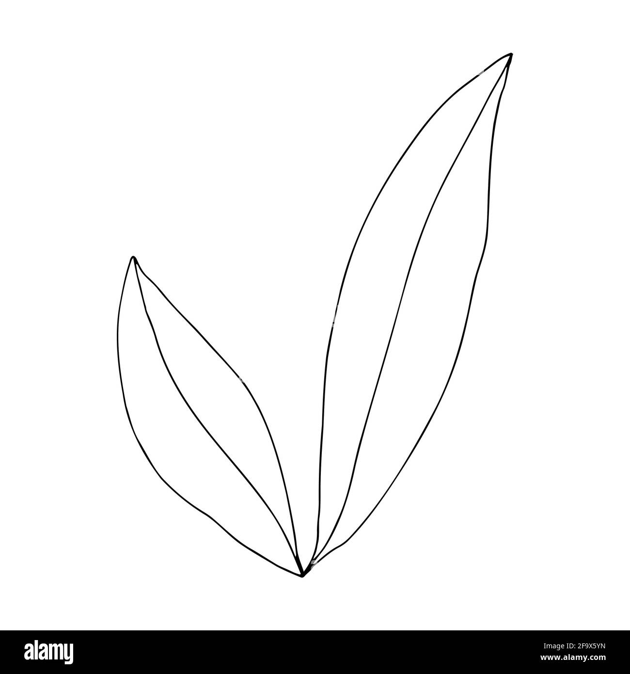 branche vectorielle avec feuilles noires et blanches. Illustration botanique minimaliste, dessin à la main Banque D'Images