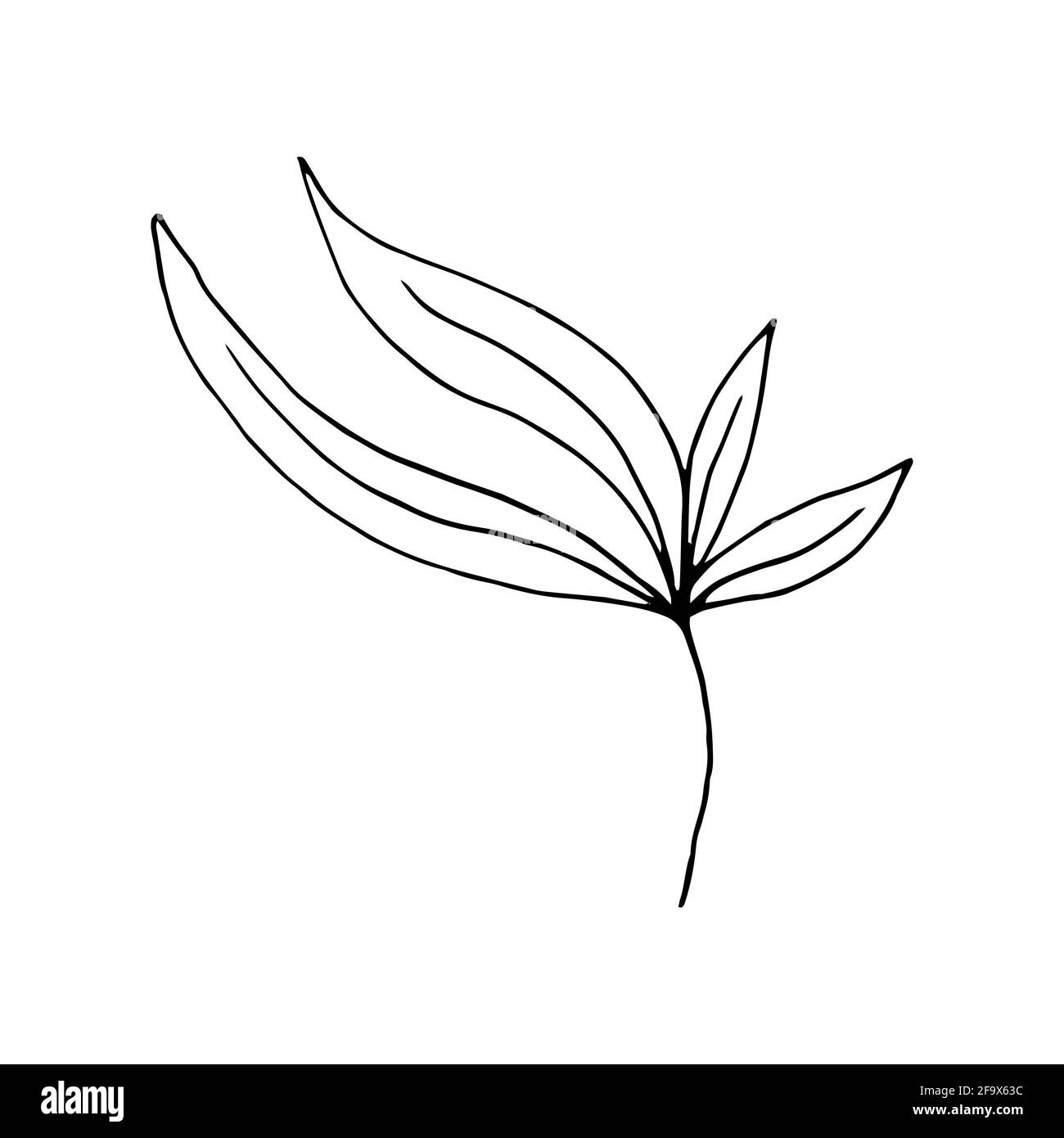 branche vectorielle avec feuilles noires et blanches. Illustration botanique minimaliste, dessin à la main Banque D'Images