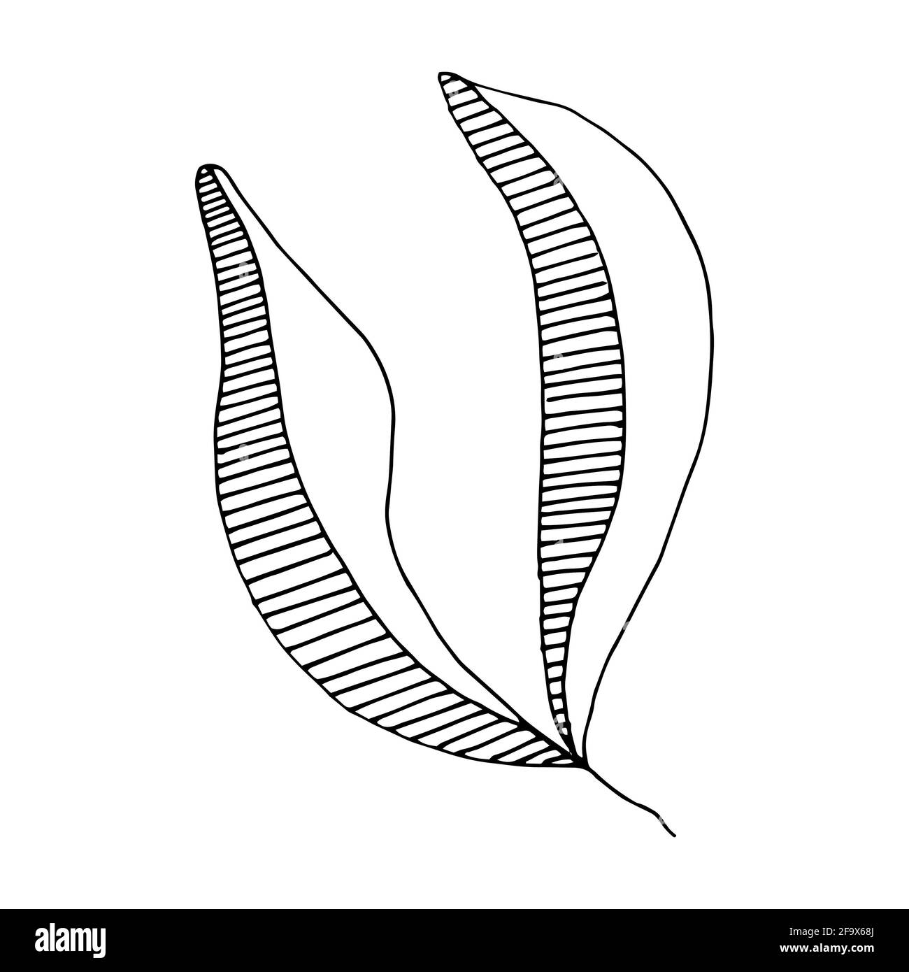 branche vectorielle avec feuilles noires et blanches. Illustration botanique minimaliste, dessin à la main Banque D'Images